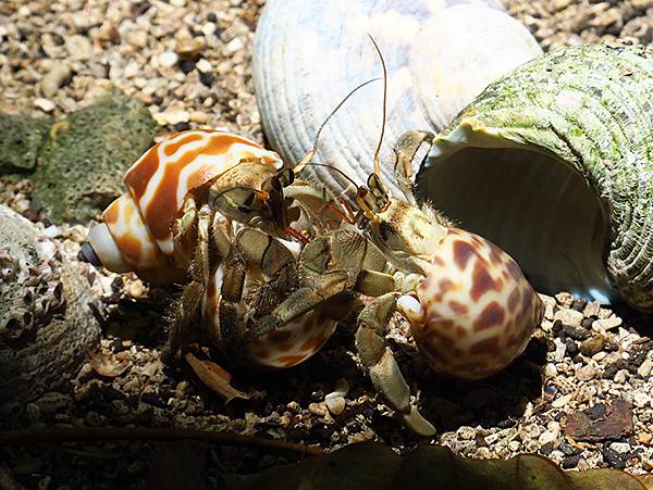 Hermit crab 27.JPG