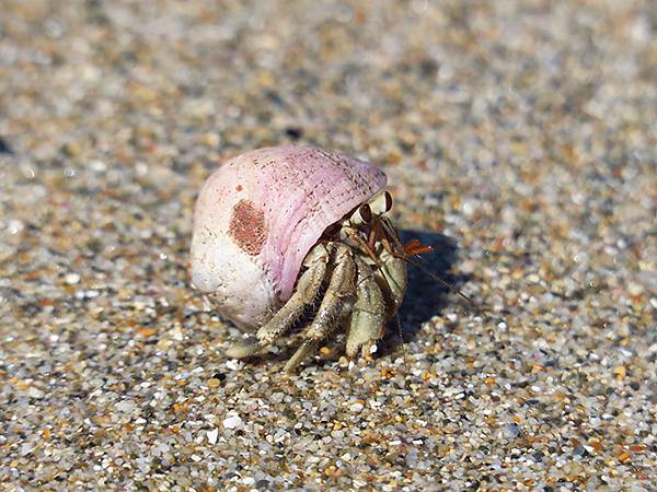 Hermit crab a4.JPG