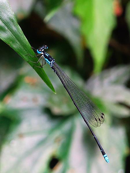 Lengshuikeng c8.JPG Lengshuikeng c8.JPG