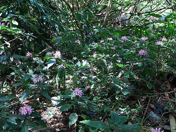 Jinguashi k1.JPG Jinguashi k1.JPG