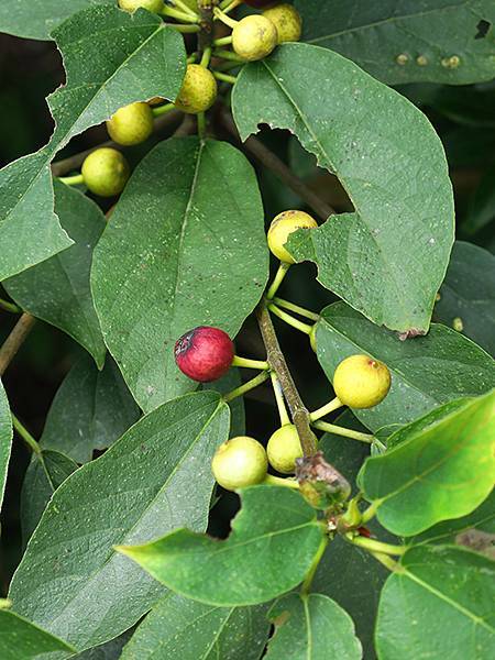 Jinguashi k9.JPG Jinguashi k9.JPG