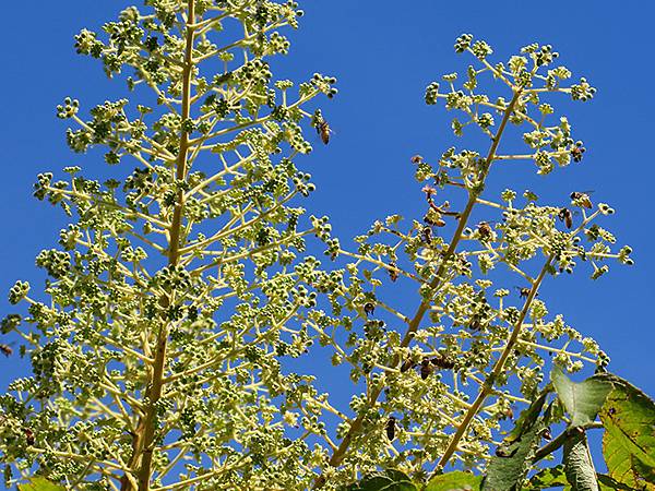 Jinguashi k8.JPG Jinguashi k8.JPG