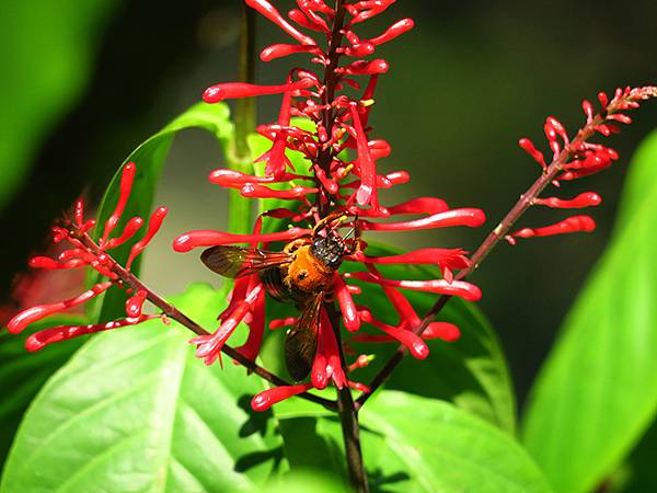 Wulai g8.JPG Wulai g8.JPG