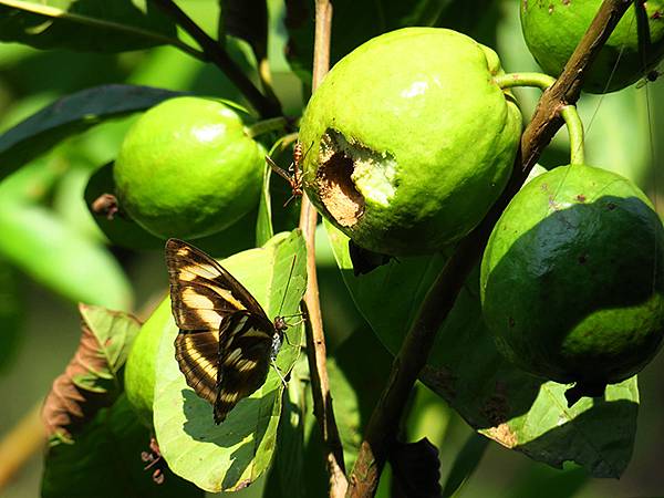 Wulai g9.JPG Wulai g9.JPG