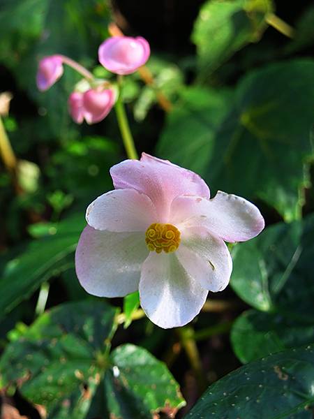 Wulai g10.JPG Wulai g10.JPG