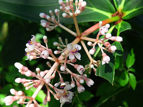 Wulai h6.JPG Wulai h6.JPG