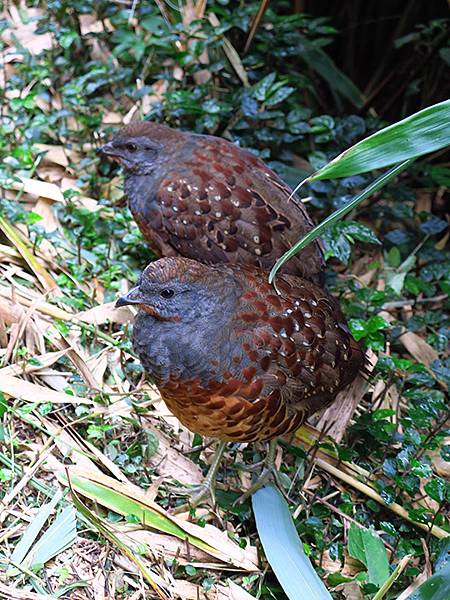 Yangming Mt gb4.JPG Yangming Mt gb4.JPG