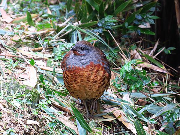 Yangming Mt gb2.JPG Yangming Mt gb2.JPG