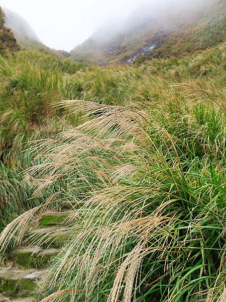 Yangming Mt ga7.JPG Yangming Mt ga7.JPG