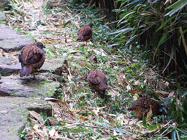 Yangming Mt gb3.JPG Yangming Mt gb3.JPG