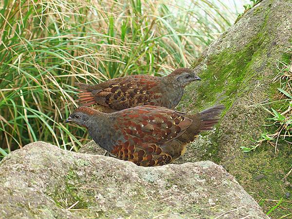 Yangming Mt gc4.JPG Yangming Mt gc4.JPG