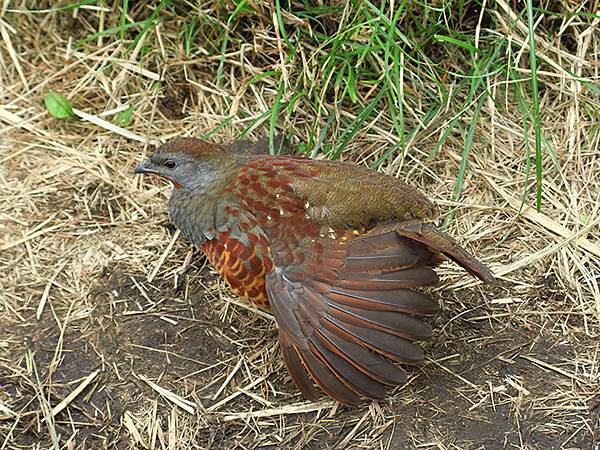 Yangming Mt gc5.JPG Yangming Mt gc5.JPG