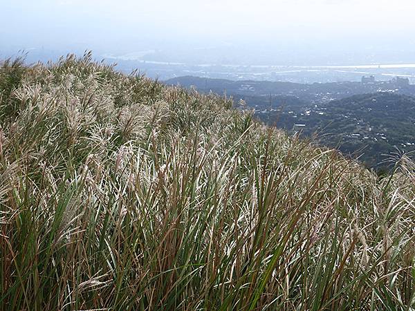 Yangming Mt gj10.JPG