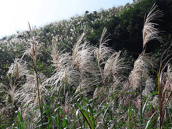 Silvergrass f5.JPG