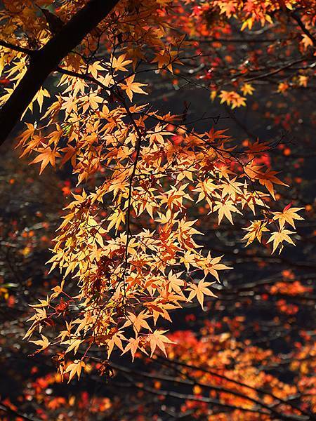 Hoshida Park a6.JPG Hoshida Park a6.JPG