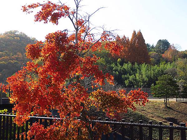 Hoshida Park a2.JPG Hoshida Park a2.JPG