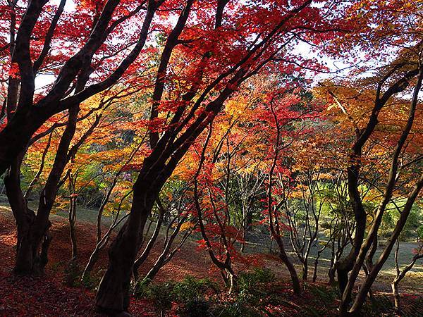 Botanical Garden b1.JPG