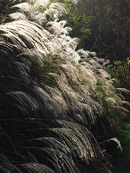 Botanical Garden c2.JPG