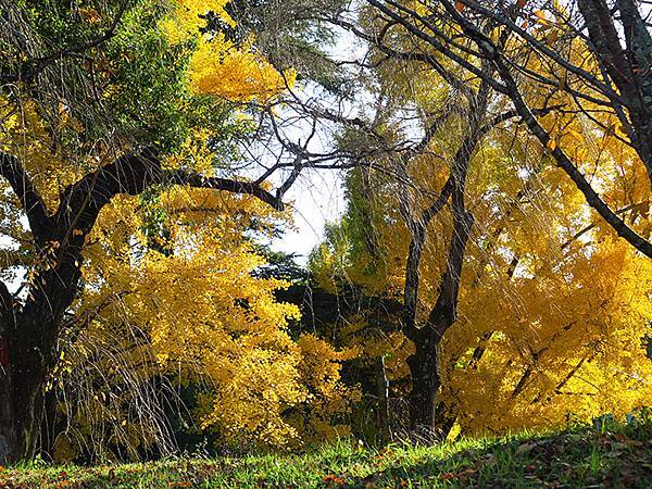 Botanical Garden d1.JPG