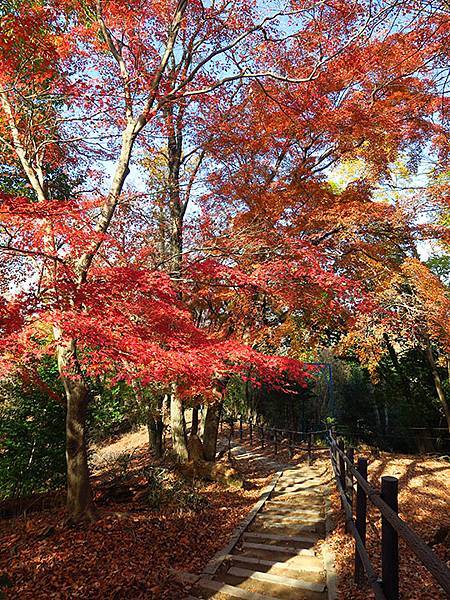 Mt Daimonji c8.JPG