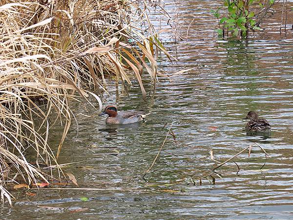 Katata a4.JPG Katata a4.JPG