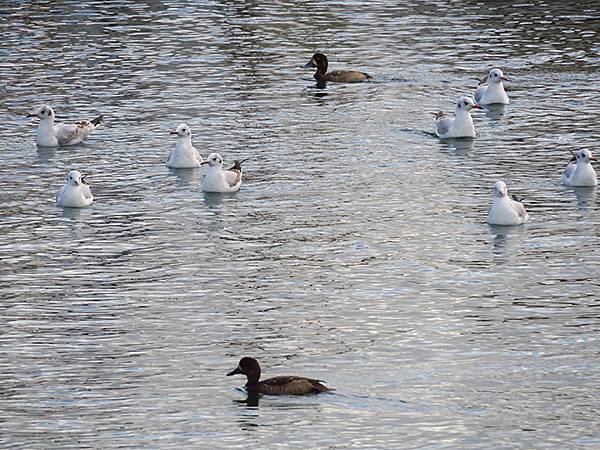 Katata b4.JPG Katata b4.JPG