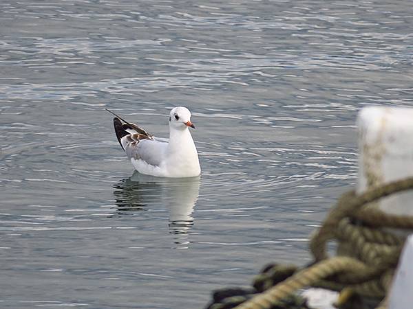 Katata b6.JPG Katata b6.JPG