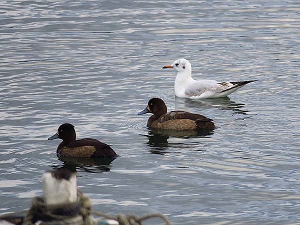 Katata b5.JPG Katata b5.JPG