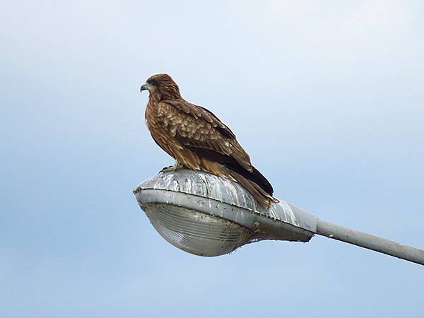 Katata b7.JPG Katata b7.JPG