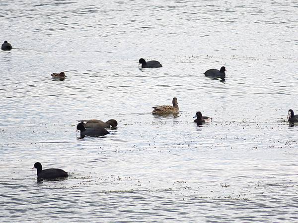 Katata c5.JPG Katata c5.JPG