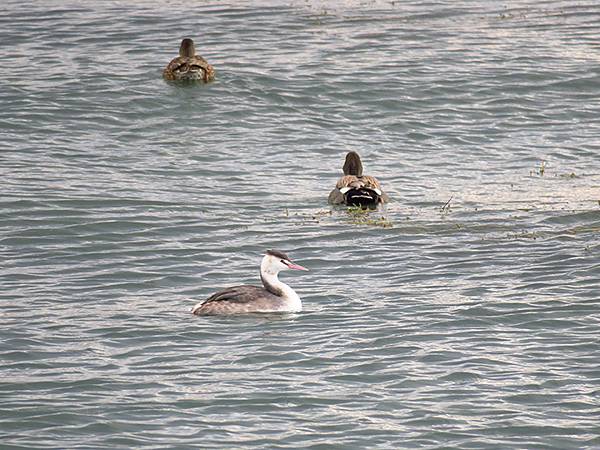 Katata c6.JPG Katata c6.JPG