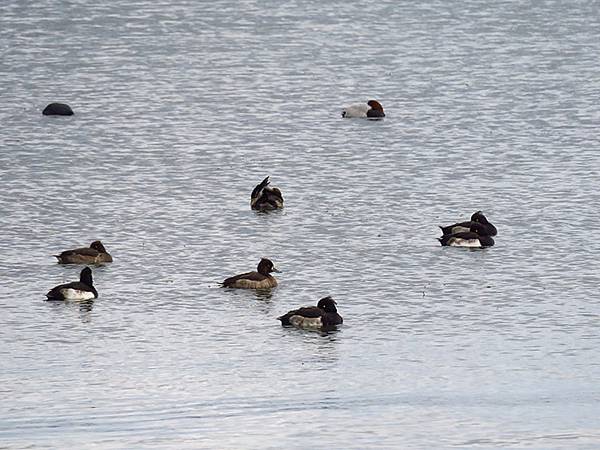 Katata c7.JPG Katata c7.JPG