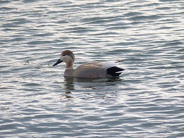 Katata c9.JPG Katata c9.JPG