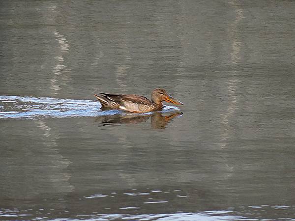 Katata d4.JPG Katata d4.JPG