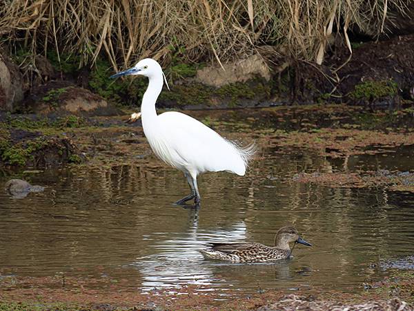 Katata d5.JPG Katata d5.JPG