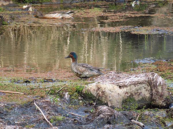 Katata d6.JPG Katata d6.JPG