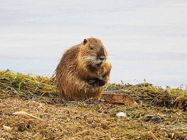 Katata d7.JPG Katata d7.JPG