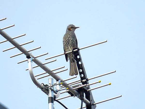 Katata e4.JPG Katata e4.JPG