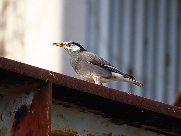 Katata e5.JPG Katata e5.JPG