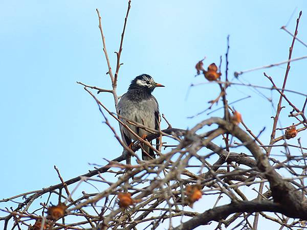 Katata e6.JPG Katata e6.JPG