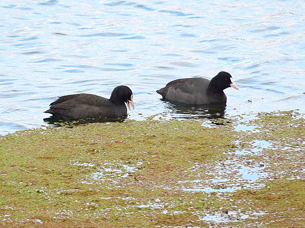 Katata a6.JPG Katata a6.JPG