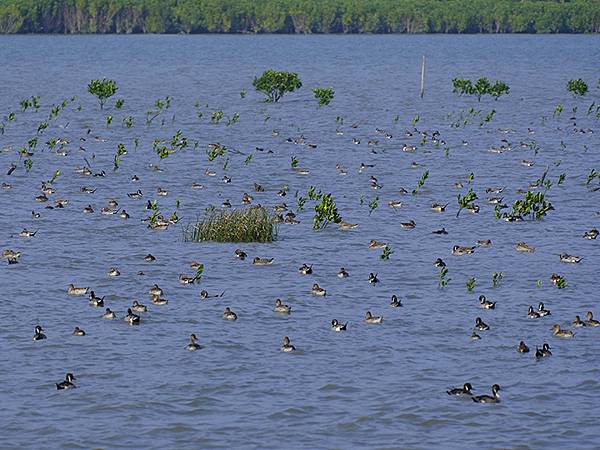 Luzhou Birds k2.JPG