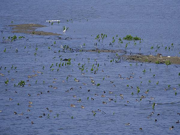 Luzhou Birds k6.JPG