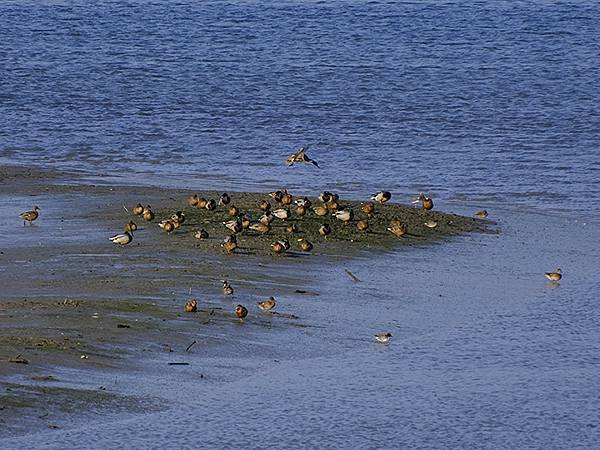 Luzhou Birds k5.JPG