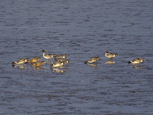 Luzhou Birds l2.JPG