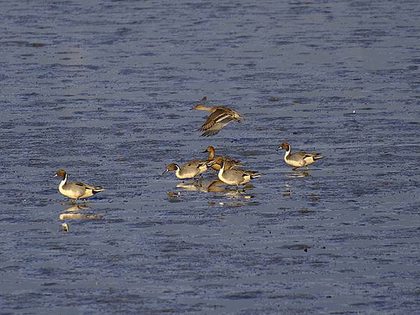 Luzhou Birds l4.JPG