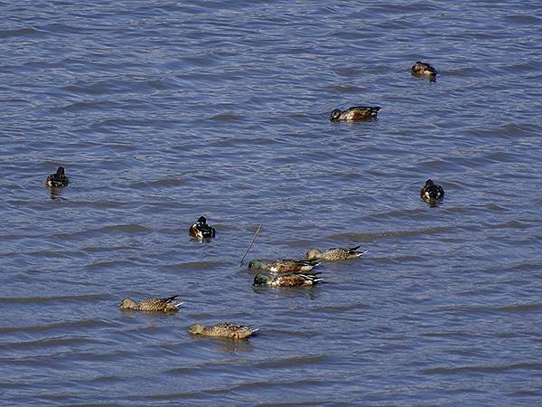 Luzhou Birds l6.JPG