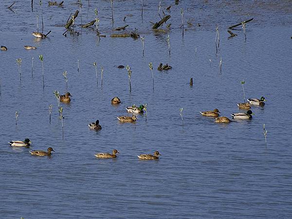 Luzhou Birds m1.JPG