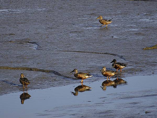 Luzhou Birds l8.JPG