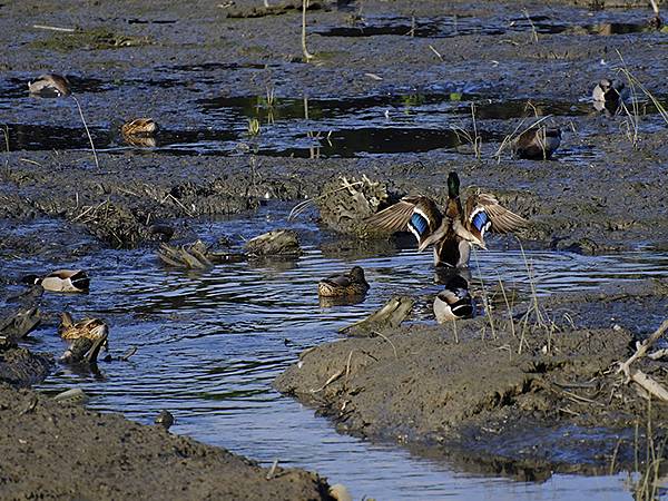 Luzhou Birds m3.JPG